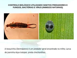 CONTROLE BIOLÓGICO UTILIZANDO INSETOS PREDADORES E
      FUNGOS, BACTÉRIAS E VÍRUS (INIMIGOS NATURAIS)




A tesourinha (Dermáptera) é um predador geral encontrado no milho; Larva
de joaninha Azya luteipes, preda chochonilhas;
 