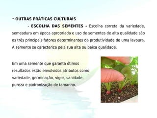 • OUTRAS PRÁTICAS CULTURAIS
        - ESCOLHA DAS SEMENTES - Escolha correta da variedade,
semeadura em época apropriada e uso de sementes de alta qualidade são
os três principais fatores determinantes da produtividade de uma lavoura.
A semente se caracteriza pela sua alta ou baixa qualidade.



Em uma semente que garanta ótimos
resultados estão envolvidos atributos como
variedade, germinação, vigor, sanidade,
pureza e padronização de tamanho.
 