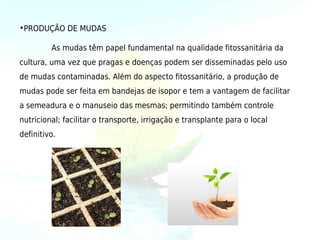 •PRODUÇÃO DE MUDAS

         As mudas têm papel fundamental na qualidade fitossanitária da
cultura, uma vez que pragas e doenças podem ser disseminadas pelo uso
de mudas contaminadas. Além do aspecto fitossanitário, a produção de
mudas pode ser feita em bandejas de isopor e tem a vantagem de facilitar
a semeadura e o manuseio das mesmas; permitindo também controle
nutricional; facilitar o transporte, irrigação e transplante para o local
definitivo.
 