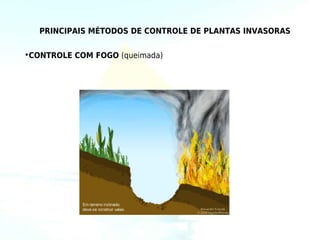 PRINCIPAIS MÉTODOS DE CONTROLE DE PLANTAS INVASORAS

•CONTROLE COM FOGO (queimada)
 