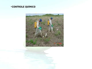 •CONTROLE QUÍMICO
 