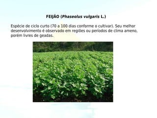 FEIJÃO (Phaseolus vulgaris L.)

Espécie de ciclo curto (70 a 100 dias conforme o cultivar). Seu melhor
desenvolvimento é observado em regiões ou períodos de clima ameno,
porém livres de geadas.
 