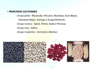 • PRINCIPAIS CULTIVARES
      - Grupo preto - Macanudo, Minuano, Macotaço, Ouro Negro,
        Diamante Negro, Xamego e Guapo Brilhante;
      - Grupo carioca - Aporé, Pérola, Rudá e Princesa;
      - Grupo roxo - Safira;
       -Grupo mulatinho - Corrrente e Bambuí.
 