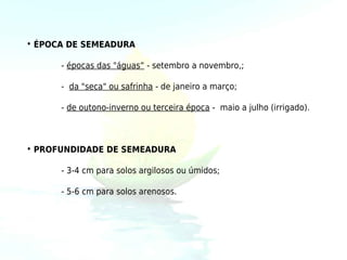 • ÉPOCA DE SEMEADURA

      - épocas das "águas“ - setembro a novembro,;

      - da "seca" ou safrinha - de janeiro a março;

      - de outono-inverno ou terceira época - maio a julho (irrigado).



• PROFUNDIDADE DE SEMEADURA

      - 3-4 cm para solos argilosos ou úmidos;

      - 5-6 cm para solos arenosos. 
 