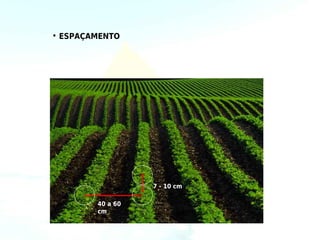 • ESPAÇAMENTO




                  7 - 10 cm

        40 a 60
        cm
 