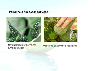 • PRINCIPAIS PRAGAS E DOENÇAS




Mosca branca (cigarrinha)   Vaquinha (Diabrotica speciosa)
Bemisia tabaci
 