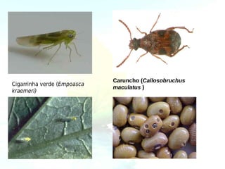Caruncho (Callosobruchus
Cigarrinha verde (Empoasca
                             maculatus )
kraemeri)
 