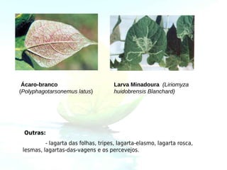 Ácaro-branco                        Larva Minadoura (Liriomyza
(Polyphagotarsonemus latus)          huidobrensis Blanchard)




 Outras:
          - lagarta das folhas, tripes, lagarta-elasmo, lagarta rosca,
 lesmas, lagartas-das-vagens e os percevejos.
 