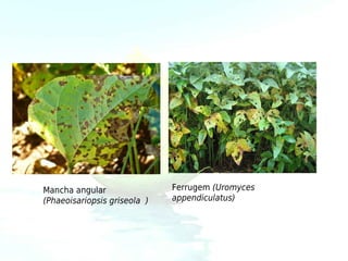 Mancha angular                Ferrugem (Uromyces
(Phaeoisariopsis griseola )   appendiculatus)
 