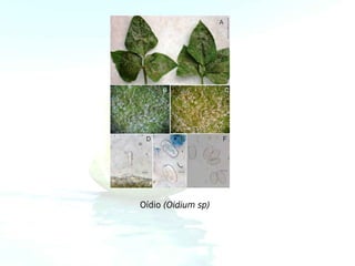 Oídio (Oidium sp)
 