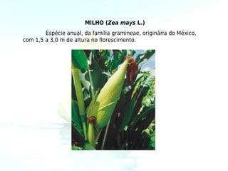 MILHO (Zea mays L.)
        Espécie anual, da família gramineae, originária do México,
com 1,5 a 3,0 m de altura no florescimento.
 