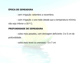 ÉPOCA DE SEMEADURA

         - sem irrigação: setembro a novembro;

         - com irrigação: o ano todo (desde que a temperatura mínima
não seja inferior a 10 º C;

PROFUNDIDADE DE SEMEADURA

         - solos mais pesados, com drenagem deficiente -3 e 5 cm de
profundidade.

         - solos mais leves ou arenosos - 5 e 7 cm
 