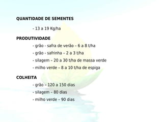 QUANTIDADE DE SEMENTES

      - 13 a 19 Kg/ha

PRODUTIVIDADE
      - grão - safra de verão – 6 a 8 t/ha
      - grão - safrinha – 2 a 3 t/ha
      - silagem – 20 a 30 t/ha de massa verde
      - milho verde – 8 a 10 t/ha de espiga

COLHEITA
      - grão – 120 a 150 dias
      - silagem – 80 dias
      - milho verde – 90 dias
 