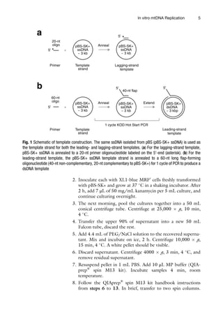 Mitochondrial Gene Expression Methods And Protocols 1st Ed Michal ...