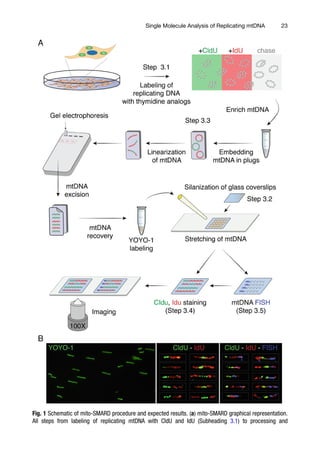 Mitochondrial Gene Expression Methods And Protocols 1st Ed Michal ...