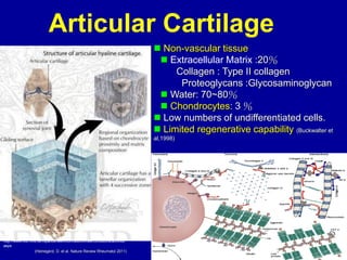 7
7
◼ Non-vascular tissue
◼ Extracellular Matrix :20％
Collagen : Type II collagen
Proteoglycans :Glycosaminoglycan
◼ Water: 70~80％
◼ Chondrocytes: 3 ％
◼ Low numbers of undifferentiated cells.
◼ Limited regenerative capability (Buckwalter et
al,1998)
Articular Cartilage
http://www.noc.nhs.uk/hipandknee/information/knee/conditions/arthritis.
aspx
7
(Heinegård, D. et al. Nature Review Rheumatol 2011)
 