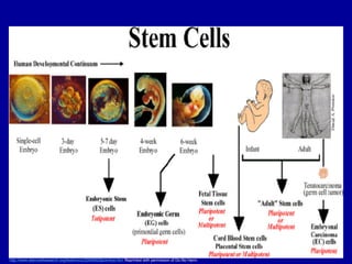 http://www.stemcellresearch.org/testimony/20040929prentice.htm Reprinted with permission of Do No Harm.
 