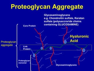 Core Protein
Glycosaminoglycans
Link
Protein
Hyaluronic
Acid
Proteoglycan
monomer
Proteoglycan
aggregate
Proteoglycan Aggregate
Glycosaminoglycans
e.g. Chondroitin sulfate, Keratan
sulfate (polysaccraride chains
containing GLUCOSAMINE)
 