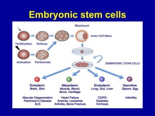 Embryonic stem cells
 