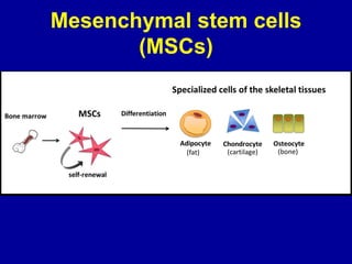 Mesenchymal stem cells
(MSCs)
 