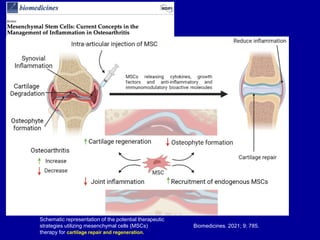 Schematic representation of the potential therapeutic
strategies utilizing mesenchymal cells (MSCs)
therapy for cartilage repair and regeneration.
Biomedicines. 2021; 9: 785.
 