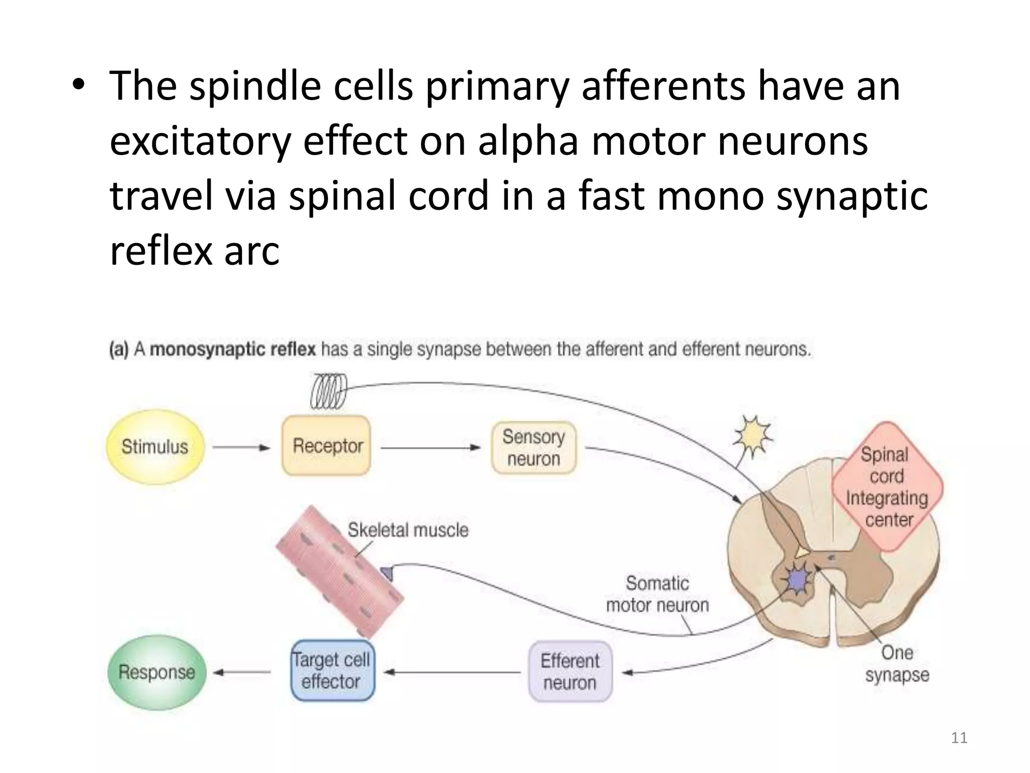 • The spindle cells primary afferents have an
excitatory effect on alpha motor neurons
travel via spinal cord in a fast mono synaptic
reflex arc
11
 