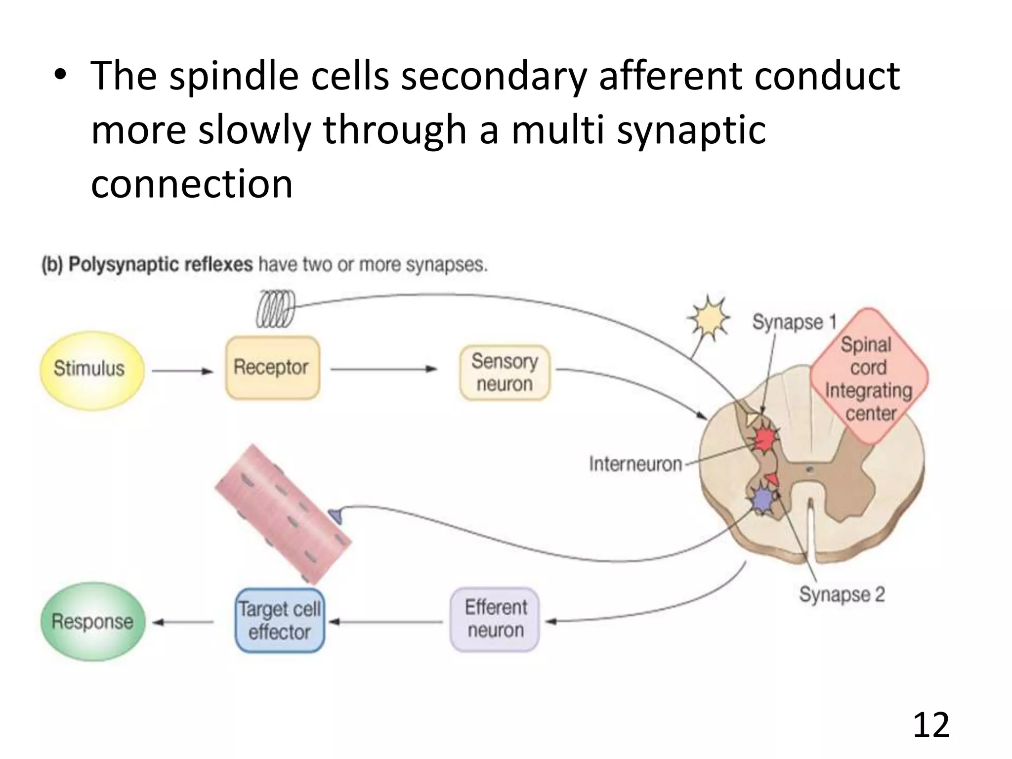 • The spindle cells secondary afferent conduct
more slowly through a multi synaptic
connection
12
 