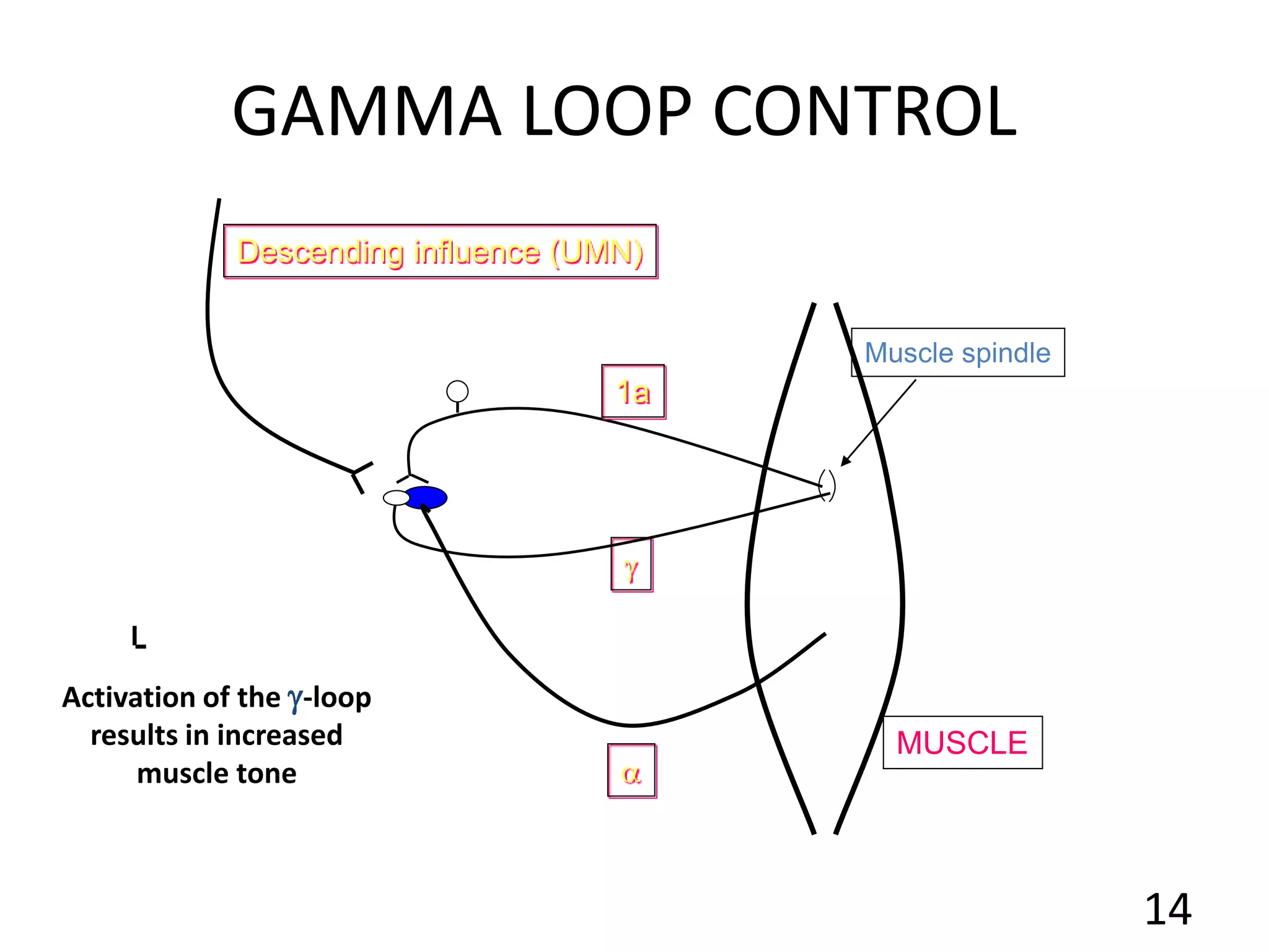 
a
1a
Descending influence (UMN)
MUSCLE
Muscle spindle
GAMMA LOOP CONTROL
Activation of the -loop
results in increased
muscle tone
14
 