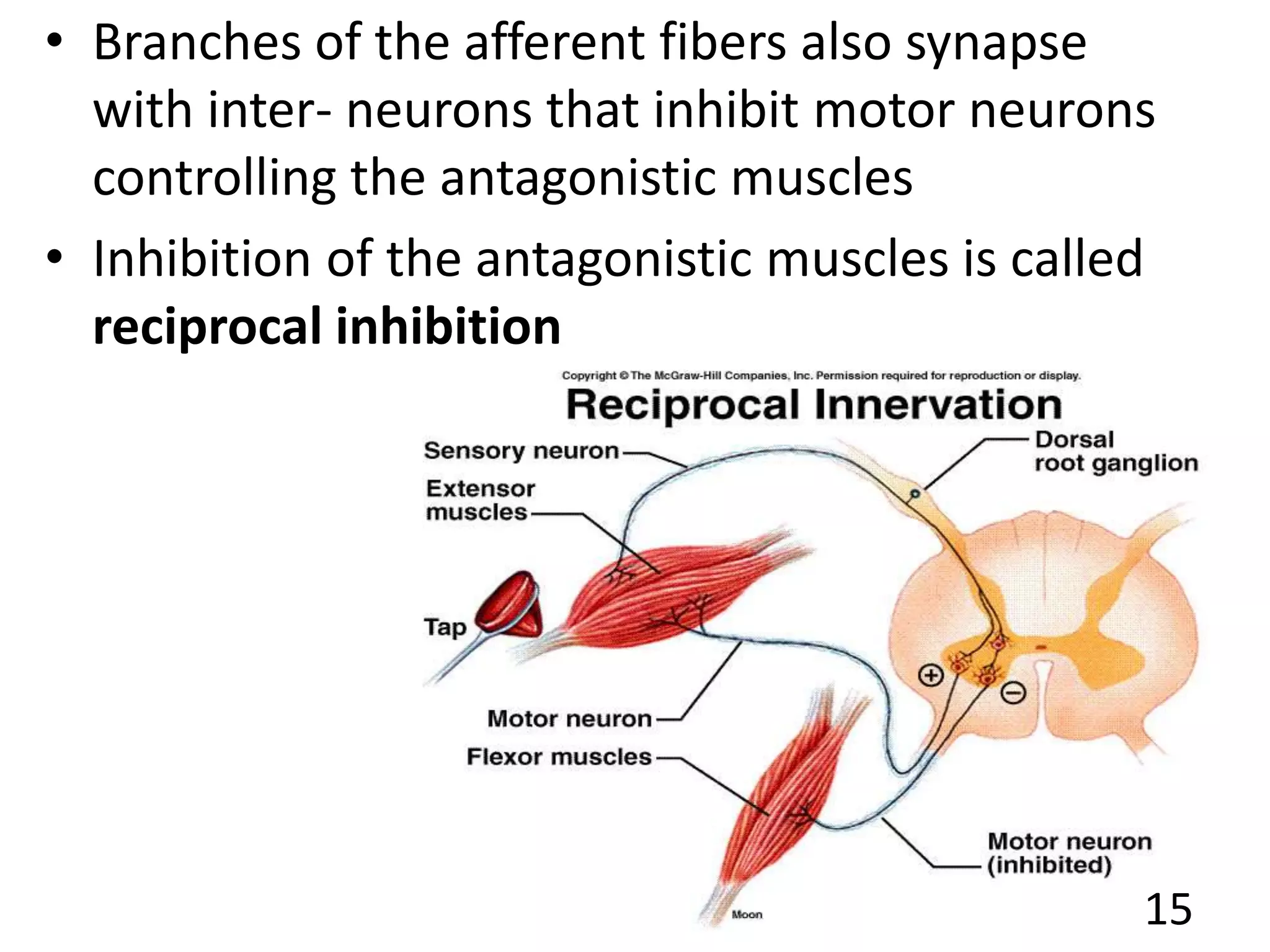 • Branches of the afferent fibers also synapse
with inter- neurons that inhibit motor neurons
controlling the antagonistic muscles
• Inhibition of the antagonistic muscles is called
reciprocal inhibition
15
 
