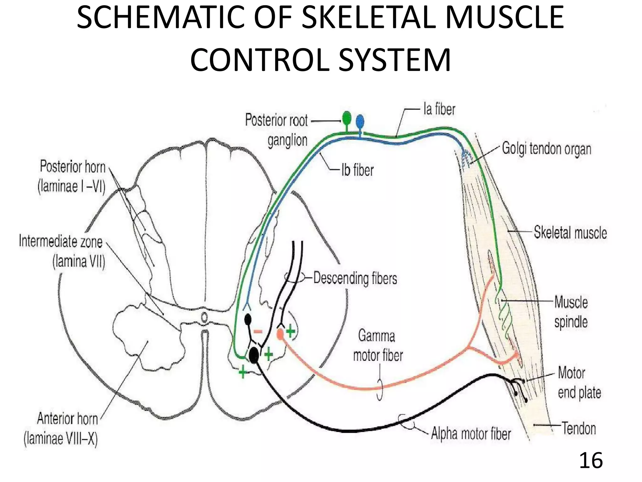 SCHEMATIC OF SKELETAL MUSCLE
CONTROL SYSTEM
16
 