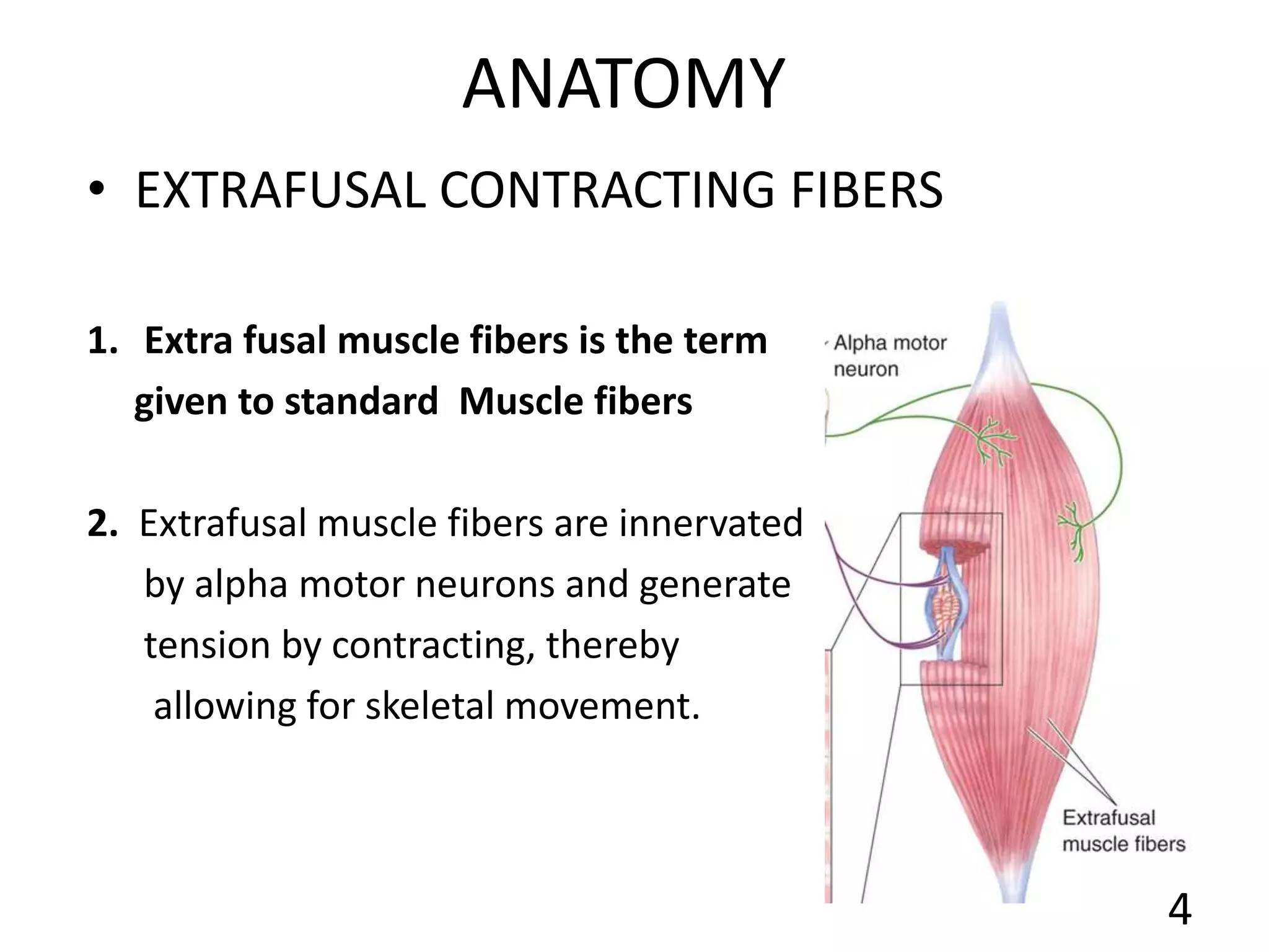 ANATOMY
• EXTRAFUSAL CONTRACTING FIBERS
1. Extra fusal muscle fibers is the term
given to standard Muscle fibers
2. Extrafusal muscle fibers are innervated
by alpha motor neurons and generate
tension by contracting, thereby
allowing for skeletal movement.
4
 