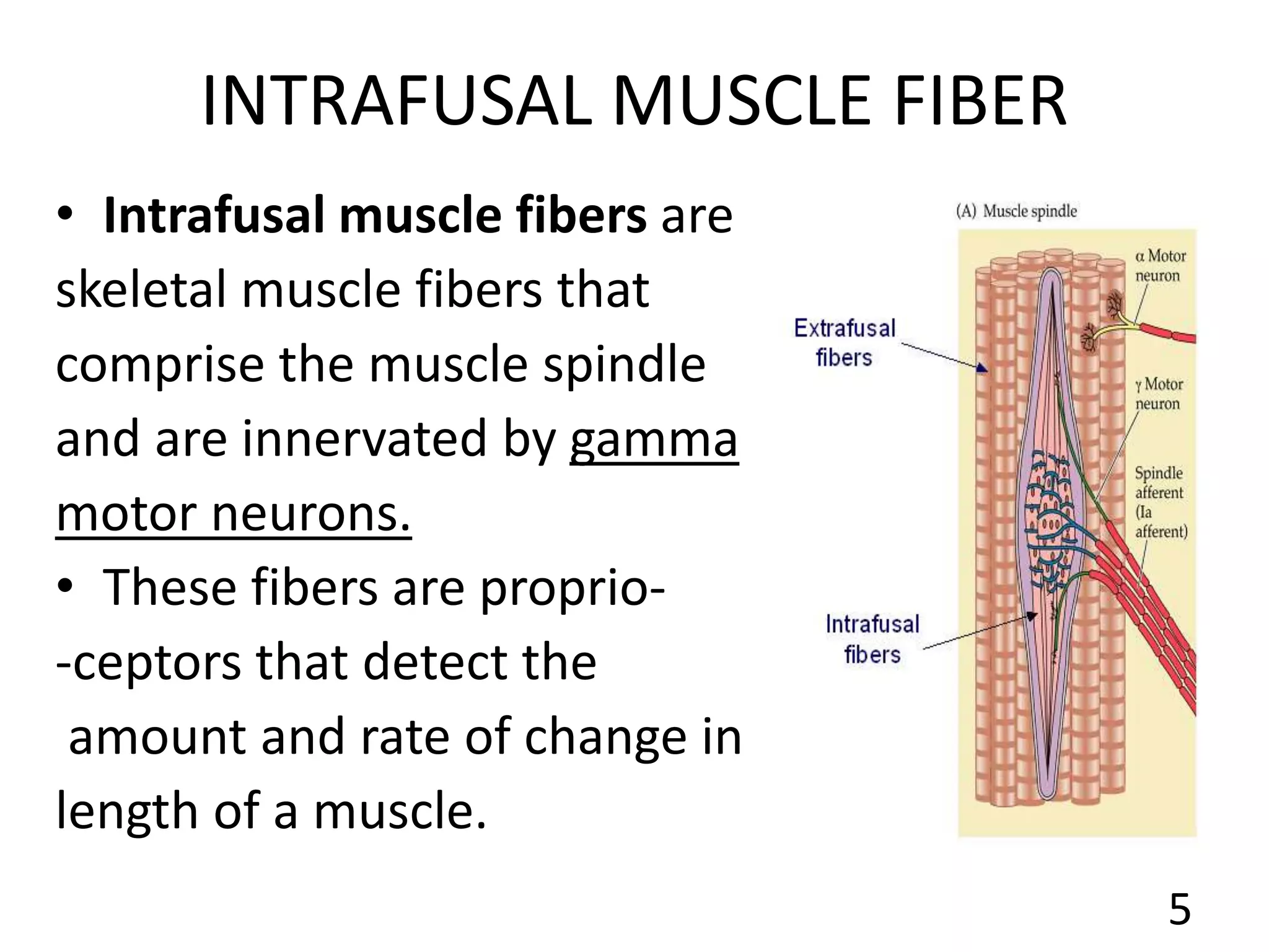 INTRAFUSAL MUSCLE FIBER
• Intrafusal muscle fibers are
skeletal muscle fibers that
comprise the muscle spindle
and are innervated by gamma
motor neurons.
• These fibers are proprio-
-ceptors that detect the
amount and rate of change in
length of a muscle.
5
 