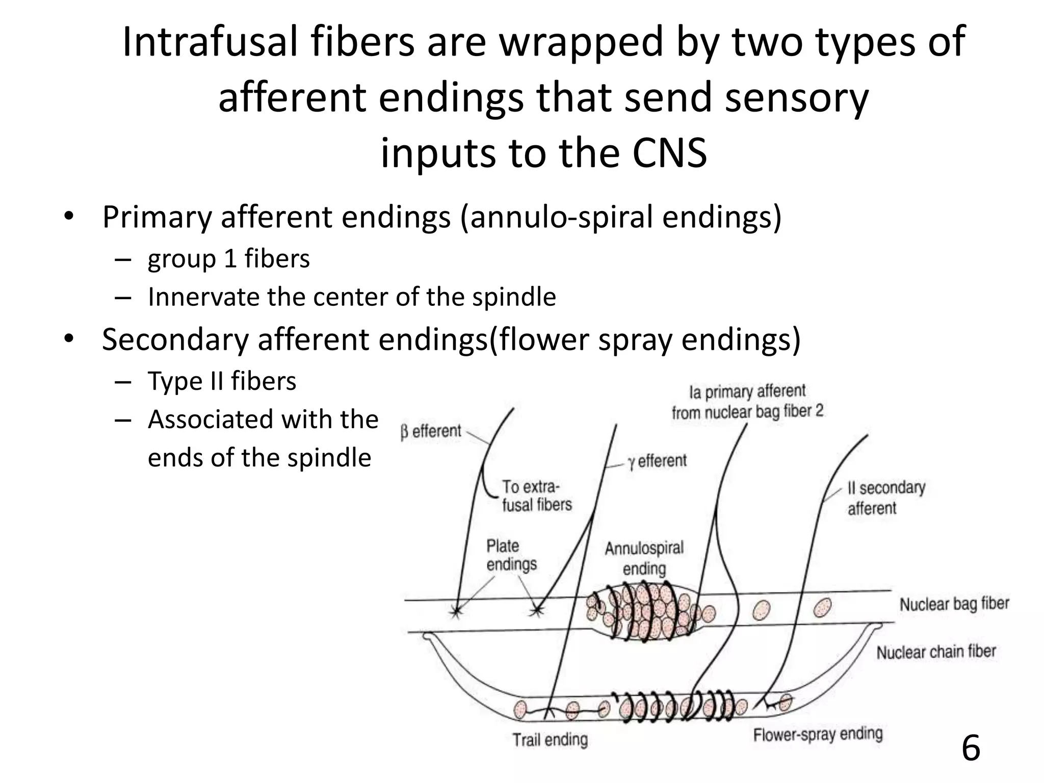 Intrafusal fibers are wrapped by two types of
afferent endings that send sensory
inputs to the CNS
• Primary afferent endings (annulo-spiral endings)
– group 1 fibers
– Innervate the center of the spindle
• Secondary afferent endings(flower spray endings)
– Type II fibers
– Associated with the
ends of the spindle
6
 