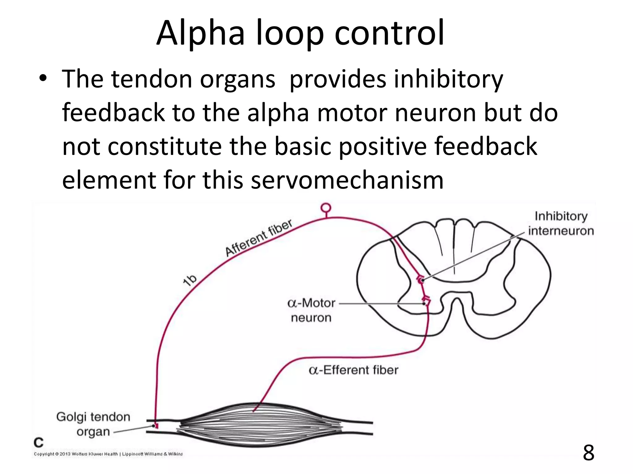 Alpha loop control
• The tendon organs provides inhibitory
feedback to the alpha motor neuron but do
not constitute the basic positive feedback
element for this servomechanism
8
 
