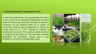 es una de las aplicaciones más generalizadas del cultivo
in vitro, a partir de un fragmento (explante) de una planta
madre los frascos que contienen las plantas se ubican en
estanterías con luz artificial dentro de la cámara de
crecimiento, donde se fija la temperatura en valores que
oscilan entre los 21 y 23°C, además de controlar la
cantidad de horas de luz. Por su parte, el medio de cultivo
se compone de una mezcla de sales minerales, vitaminas
reguladoras de crecimiento, azúcar, agua y agar
(OLMOS, LUCIANI, & GALDEANO, 2010).
La micropropagación o propagación clonal
 