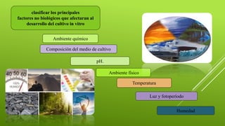 clasificar los principales
factores no biológicos que afectaran al
desarrollo del cultivo in vitro
Ambiente químico
Composición del medio de cultivo
pH.
Ambiente físico
Temperatura
Luz y fotoperíodo
Humedad
 