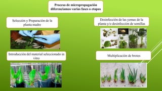Proceso de micropropagación
diferenciamos varias fases o etapas
Selección y Preparación de la
planta madre
Desinfección de las yemas de la
planta y/o desinfección de semillas
Introducción del material seleccionado in
vitro
Multiplicación de brotes
 