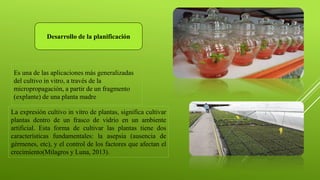 Es una de las aplicaciones más generalizadas
del cultivo in vitro, a través de la
micropropagación, a partir de un fragmento
(explante) de una planta madre
Desarrollo de la planificación
La expresión cultivo in vitro de plantas, significa cultivar
plantas dentro de un frasco de vidrio en un ambiente
artificial. Esta forma de cultivar las plantas tiene dos
características fundamentales: la asepsia (ausencia de
gérmenes, etc), y el control de los factores que afectan el
crecimiento(Milagros y Luna, 2013).
 