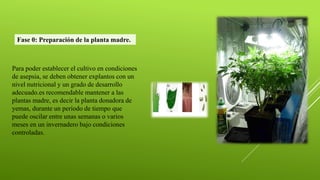 Para poder establecer el cultivo en condiciones
de asepsia, se deben obtener explantos con un
nivel nutricional y un grado de desarrollo
adecuado.es recomendable mantener a las
plantas madre, es decir la planta donadora de
yemas, durante un período de tiempo que
puede oscilar entre unas semanas o varios
meses en un invernadero bajo condiciones
controladas.
Fase 0: Preparación de la planta madre.
 
