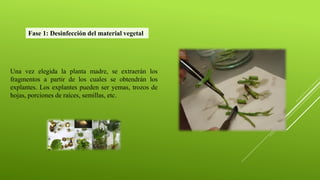 Una vez elegida la planta madre, se extraerán los
fragmentos a partir de los cuales se obtendrán los
explantes. Los explantes pueden ser yemas, trozos de
hojas, porciones de raíces, semillas, etc.
Fase 1: Desinfección del material vegetal
 