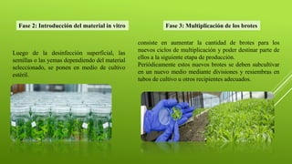 Luego de la desinfección superficial, las
semillas o las yemas dependiendo del material
seleccionado, se ponen en medio de cultivo
estéril.
Fase 2: Introducción del material in vitro Fase 3: Multiplicación de los brotes
consiste en aumentar la cantidad de brotes para los
nuevos ciclos de multiplicación y poder destinar parte de
ellos a la siguiente etapa de producción.
Periódicamente estos nuevos brotes se deben subcultivar
en un nuevo medio mediante divisiones y resiembras en
tubos de cultivo u otros recipientes adecuados.
 
