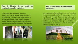 Se utilizan principalmente plantines
individuales de un tamaño aproximado de 2
centímetros. Los brotes obtenidos durante la
fase de multiplicación se transfieren a un
medio libre de reguladores de crecimiento o
que solo contenga hormonas del tipo auxinas.
Fase 4: Elección de un medio de
enraizamiento de los explantos.
Fase 5: Aclimatación de los explantos
enraizados.
Los explantes recién enraizados son muy sensibles
a los cambios ambientales, de manera que el éxito
o el fracaso de todo el proceso dependen de la
aclimatación. En esta etapa las plantas sufrirán
cambios de diferente tipo que permitirán la
adaptación de las mismas a vivir en condiciones
naturales (Simpson, 2017).
 