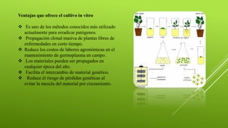 Ventajas que ofrece el cultivo in vitro
❖ Es uno de los métodos conocidos más utilizado
actualmente para erradicar patógenos.
❖ Propagación clonal masiva de plantas libres de
enfermedades en corto tiempo.
❖ Reduce los costos de labores agronómicas en el
mantenimiento de germoplasma en campo.
❖ Los materiales pueden ser propagados en
cualquier época del año.
❖ Facilita el intercambio de material genético.
❖ Reduce el riesgo de pérdidas genéticas al
evitar la mezcla del material por cruzamiento.
 