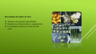 Desventajas del cultivo in vitro
❖ Requiere de personal especializado.
❖ Requiere de, infraestructura y equipamiento.
❖ Los productos químicos son de elevado
costo.
 
