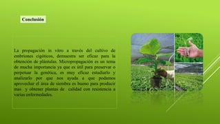 La propagación in vitro a través del cultivo de
embriones cigóticos, demuestra ser eficaz para la
obtención de plántulas. Micropropagación es un tema
de mucha importancia ya que es útil para preservar o
perpetuar la genética, es muy eficaz estudiarlo y
analizarlo por que nos ayuda a que podamos
aprovechar el área de siembra es bueno para producir
mas y obtener plantas de calidad con resistencia a
varias enfermedades.
Conclusión
 