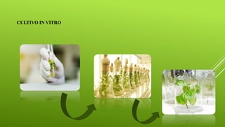 CULTIVO IN VITRO
 