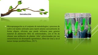  Micropropagación es el conjunto de metodologías y procesos de
cultivo de tejidos utilizados para repetir plantas asexualmente de
forma alígera, eficiente que puede utilizarse para generar
material de plantación libre de enfermedades, con el fin de
obtener una población de plantas ‘elite’ seleccionadas por sus
características de desempeño agronómico, libres de virus y en el
menor tiempo posible(Olmos, 2017).
Introducción
 