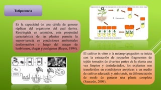 Totipotencia
Es la capacidad de una célula de generar
réplicas del organismo del cual deriva.
Restringida en animales, esta propiedad
característica de las plantas permite la
supervivencia en condiciones ambientales
desfavorables o luego del ataque de
herbívoros, plagas y patógenos (Reyes, 1994).
El cultivo in vitro o la micropropagación se inicia
con la extracción de pequeños fragmentos de
tejido tomados de diversas partes de la planta una
vez limpios y desinfectados, los explantes son
transferidos en condiciones asépticas a un medio
de cultivo adecuado y, más tarde, su diferenciación
de modo de generar una planta completa
(Saucedo, 2009).
 