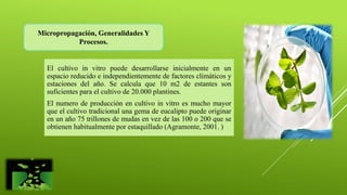 El cultivo in vitro puede desarrollarse inicialmente en un
espacio reducido e independientemente de factores climáticos y
estaciones del año. Se calcula que 10 m2 de estantes son
suficientes para el cultivo de 20.000 plantines.
El numero de producción en cultivo in vitro es mucho mayor
que el cultivo tradicional una gema de eucalipto puede originar
en un año 75 trillones de mudas en vez de las 100 o 200 que se
obtienen habitualmente por estaquillado (Agramonte, 2001. )
Micropropagación, Generalidades Y
Procesos.
 