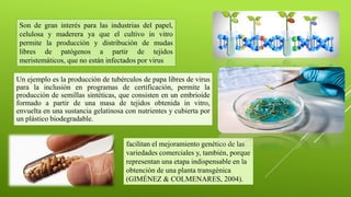 Un ejemplo es la producción de tubérculos de papa libres de virus
para la inclusión en programas de certificación, permite la
producción de semillas sintéticas, que consisten en un embrioide
formado a partir de una masa de tejidos obtenida in vitro,
envuelta en una sustancia gelatinosa con nutrientes y cubierta por
un plástico biodegradable.
Son de gran interés para las industrias del papel,
celulosa y maderera ya que el cultivo in vitro
permite la producción y distribución de mudas
libres de patógenos a partir de tejidos
meristemáticos, que no están infectados por virus
facilitan el mejoramiento genético de las
variedades comerciales y, también, porque
representan una etapa indispensable en la
obtención de una planta transgénica
(GIMÉNEZ & COLMENARES, 2004).
 